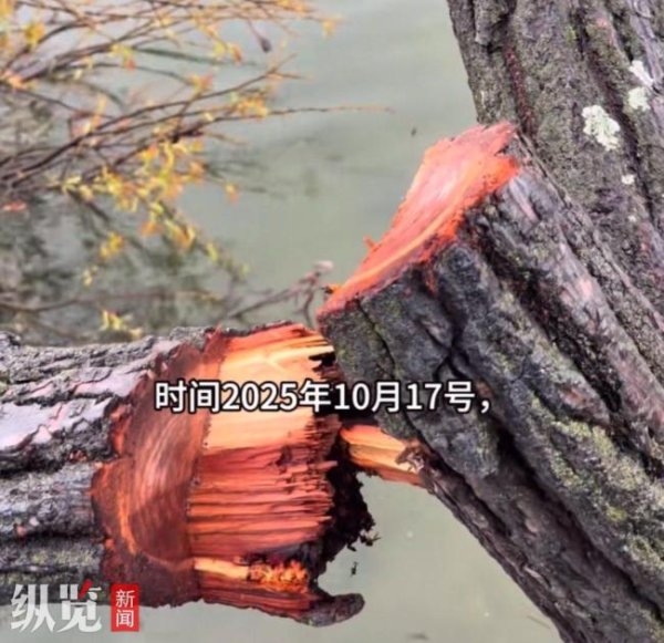 博远策略 洱海网红“歪脖子树”疑被人为砍断 调查正在进行中